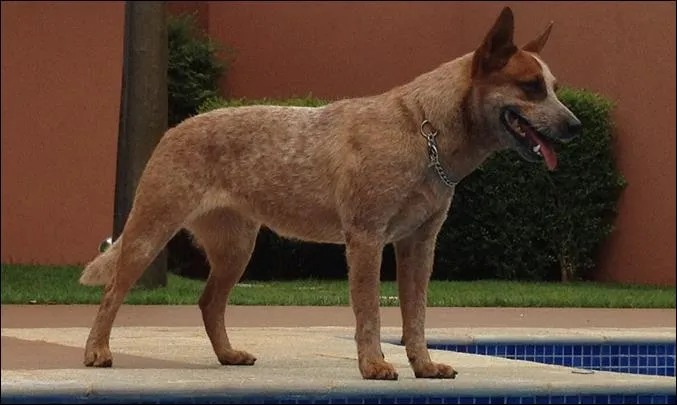 Cachorro ra a red reeller idade 6 ou mais anos nome ZEUS GRATIFICA
