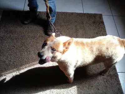 Cachorro ra a red reeller idade 6 ou mais anos nome ZEUS GRATIFICA