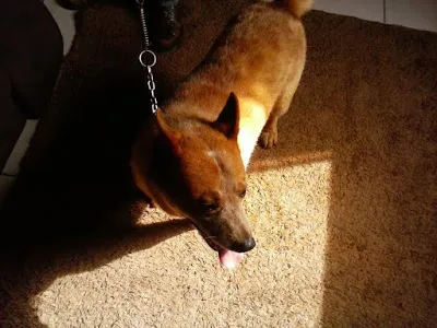 Cachorro ra a red reeller idade 6 ou mais anos nome ZEUS GRATIFICA