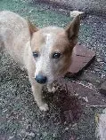 Cachorro ra a red reeller idade 6 ou mais anos nome ZEUS GRATIFICA