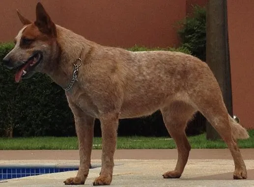 Cachorro ra a red reeller idade 6 ou mais anos nome ZEUS GRATIFICA