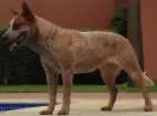 Cachorro raça red reeller idade 6 ou mais anos nome ZEUS GRATIFICA
