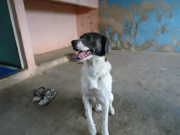 Cachorro ra a Vira Lata idade 5 anos nome Badaui