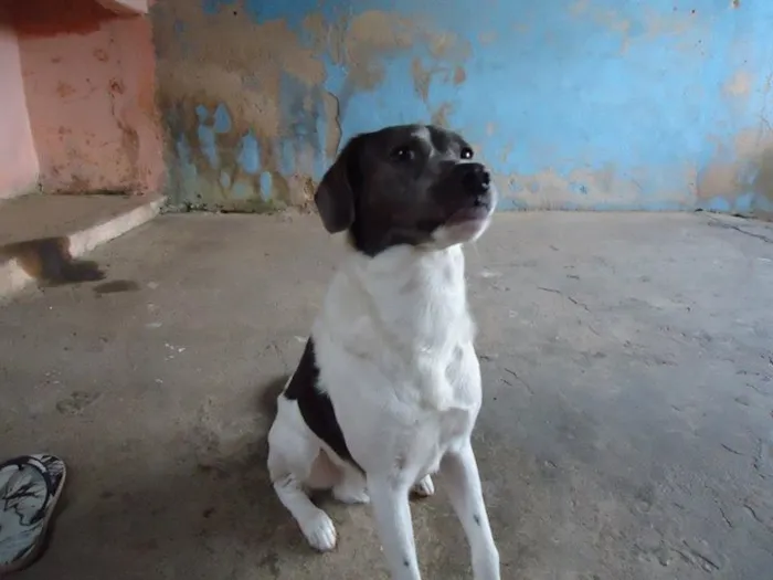 Cachorro ra a Vira Lata idade 5 anos nome Badaui