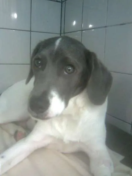 Cachorro ra a Vira Lata idade 5 anos nome Badaui