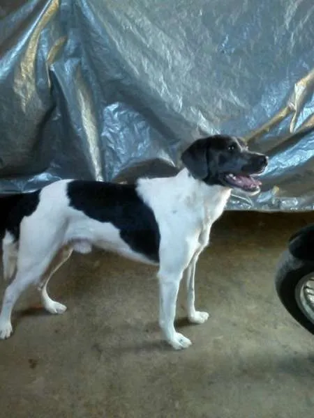 Cachorro ra a Vira Lata idade 5 anos nome Badaui
