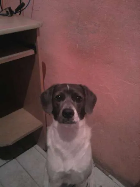 Cachorro ra a Vira Lata idade 5 anos nome Badaui