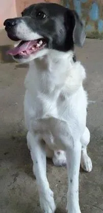 Cachorro raça Vira Lata idade 5 anos nome Badaui