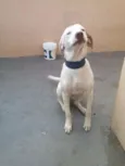 Douglas