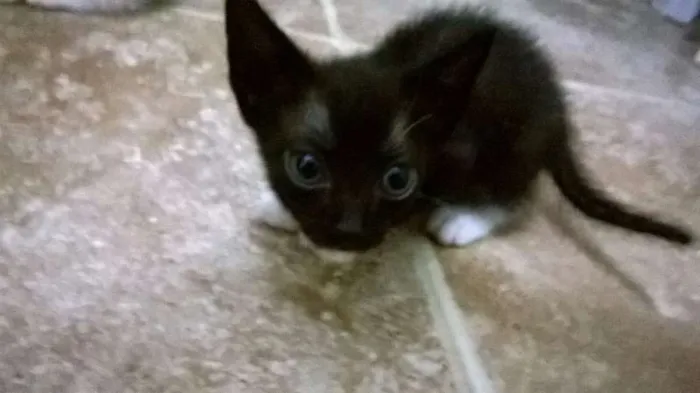 Gato ra a  idade 2 a 6 meses nome Gatinhos filhotes
