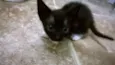 Gatinhos filhotes