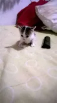 Gatinhos filhotes