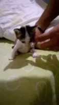 Gatinhos filhotes