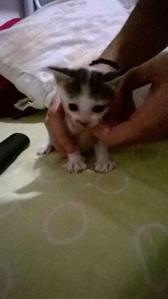 Gato ra a  idade 2 a 6 meses nome Gatinhos filhotes