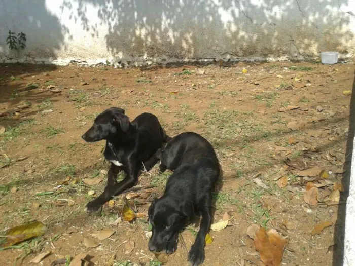 Cachorro ra a srd idade  nome Cristal e Perola