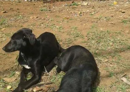 Cachorro ra a srd idade  nome Cristal e Perola