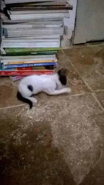 Gato ra a  idade 2 a 6 meses nome Gatinhos filhotes