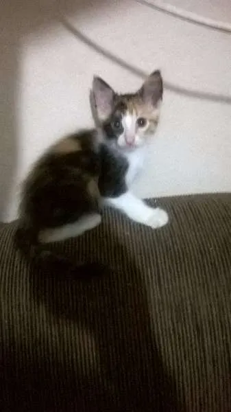 Gato ra a  idade 2 a 6 meses nome Gatinhos filhotes