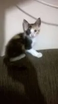 Gatinhos filhotes