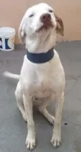 Douglas