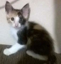 Gato raça  idade 2 a 6 meses nome Gatinhos filhotes