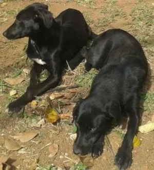 Cachorro raça srd idade  nome Cristal e Perola
