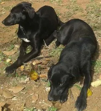 Cachorro ra a srd idade  nome Cristal e Perola