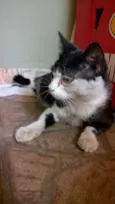 gatinha