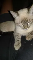 Biscuit