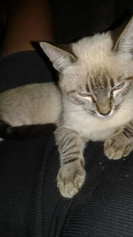 Gato ra a Siamês idade 2 a 6 meses nome Biscuit