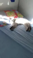 Biscuit
