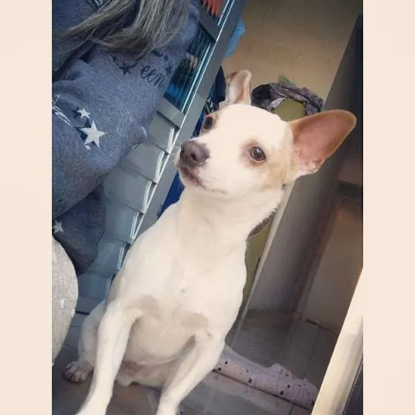 Cachorro ra a Pinscher idade 7 a 11 meses nome lillo