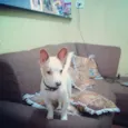 lillo