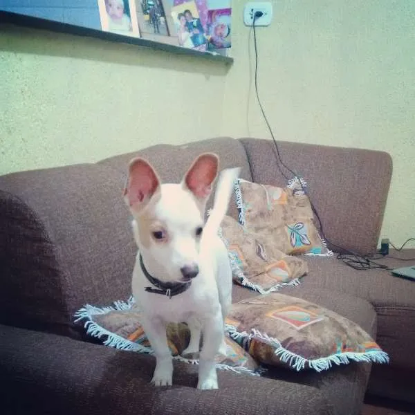 Cachorro ra a Pinscher idade 7 a 11 meses nome lillo