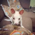 lillo