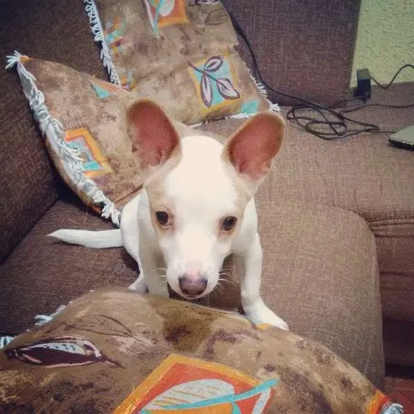 Cachorro ra a Pinscher idade 7 a 11 meses nome lillo