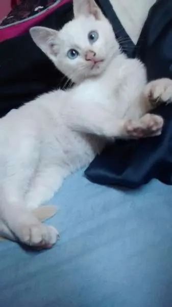 Gato ra a Não sei idade 2 a 6 meses nome Ainda não tem