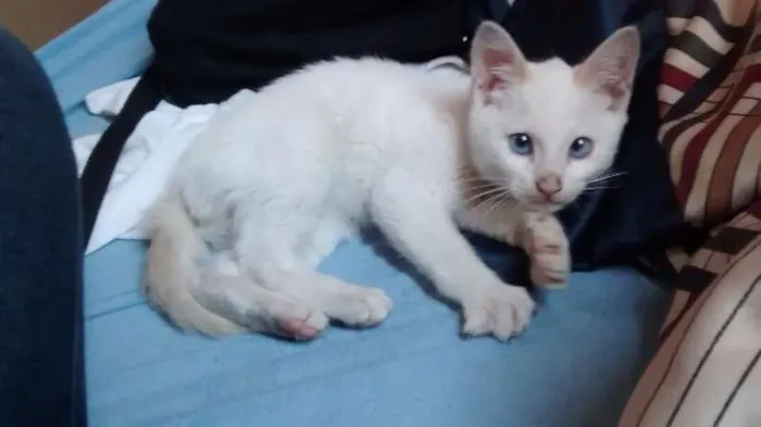 Gato ra a Não sei idade 2 a 6 meses nome Ainda não tem