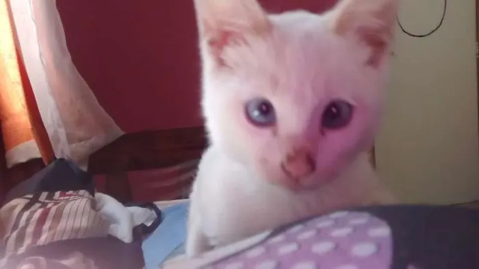 Gato ra a Não sei idade 2 a 6 meses nome Ainda não tem