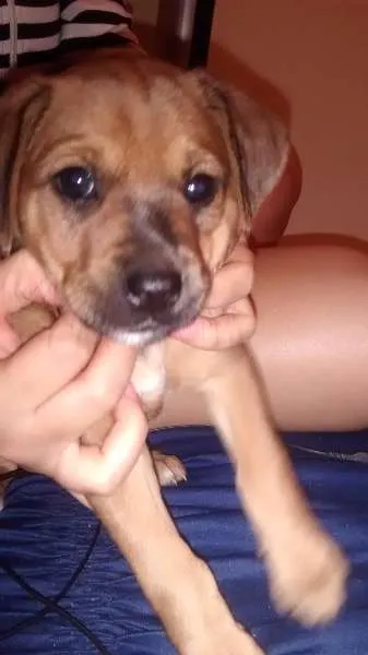 Cachorro ra a Vira lata  idade 2 a 6 meses nome Sem nome