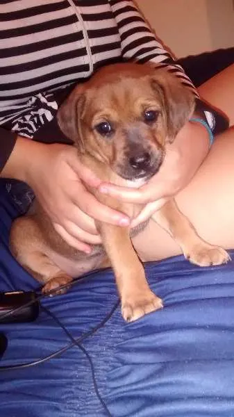 Cachorro ra a Vira lata  idade 2 a 6 meses nome Sem nome