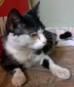 Gato ra a  idade 1 ano nome gatinha