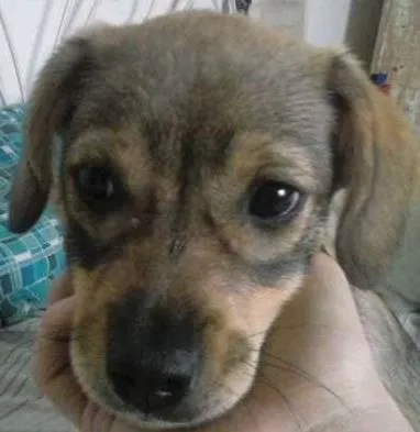 Cachorro raça vira lata  idade Abaixo de 2 meses nome Dominique 