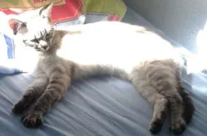Gato raça Siamês idade 2 a 6 meses nome Biscuit