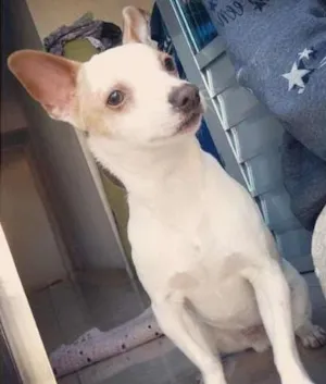 Cachorro raça Pinscher idade 7 a 11 meses nome lillo