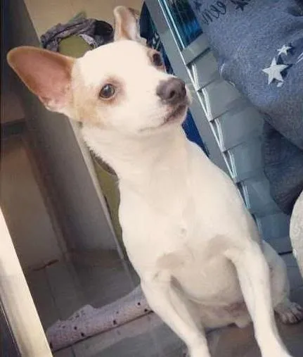 Cachorro ra a Pinscher idade 7 a 11 meses nome lillo
