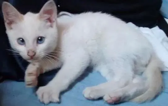Gato ra a Não sei idade 2 a 6 meses nome Ainda não tem