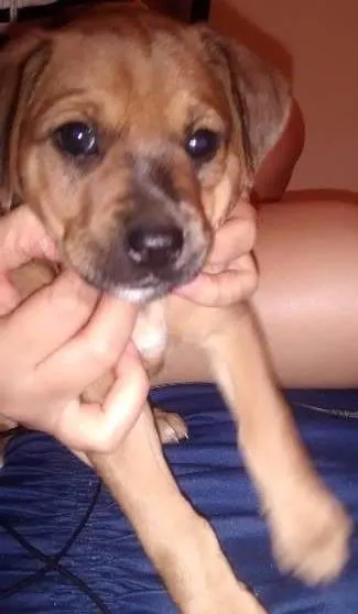 Cachorro ra a Vira lata  idade 2 a 6 meses nome Sem nome