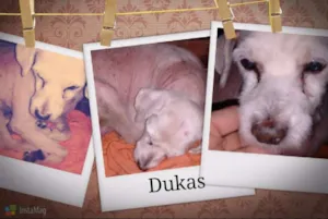 Cachorro raça Poodle idade 6 ou mais anos nome Dukas