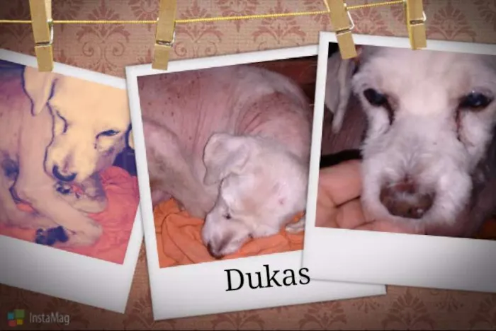 Cachorro ra a Poodle idade 6 ou mais anos nome Dukas